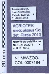 Etiketten zu Agriotes meticulosus (Candèze, 1863) (NHMW-ZOO-COL-0007184)